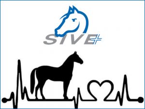 Corso base di cardiologia del cavallo